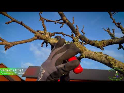 Veckans tips - Avsnitt 4 - Trädgård - Trädbeskärning del 2