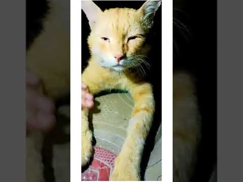 Hamara Billu ❤️❤️ #hashtag #cat #catlover