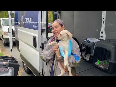 Shelter Animal Airlift