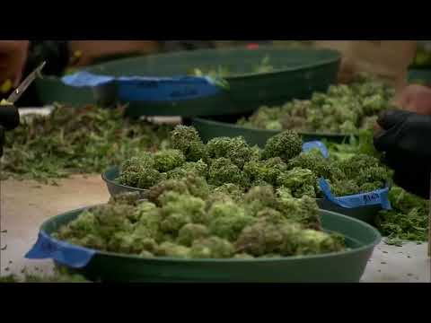 NYC Marijuana Summonses