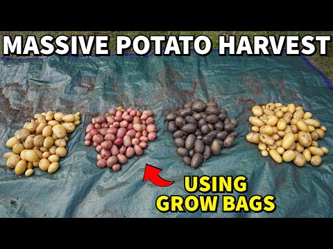 This EASY Fertilizer Routine Produced A MASSIVE POTATO HARVEST!