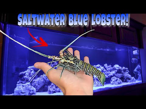 download lagu mp3 mp4 Lobster Tank Salt, download lagu Lobster Tank Salt gratis, unduh video klip Lobster Tank Salt