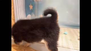 豆柴の動画01