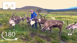 This Sanctuary Wants To Rewild Reindeer in Scotland | VR 180 | BBC Earth