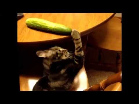 Cucumber versus Cat funny animal video with a silly cat song