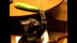 Cucumber versus Cat funny animal video with a silly cat song