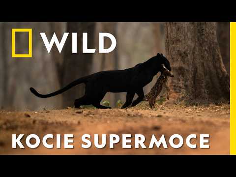 Umiejętności tych dzikich kotów cię zaskoczą! | Koty: niezwykłe zdolności