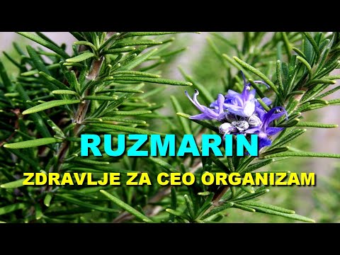 RUZMARIN - ZDRAVLJE Za CEO ORGANIZAM