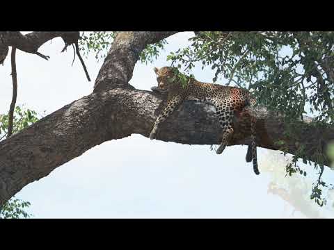 Kruger  National Park February 2023