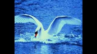 Bert Kaempfert -  Flight To Mecca