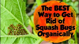 The BEST Way to Get Rid of Squash Bugs Organically