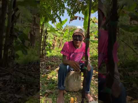 A história dos kenes (grafismos indígenas) Tuim Nova Era