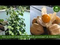 How To Grow Goldenberries Physalis Peruviana In Containers On The Balcony From Seed To Harvest