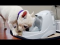 Видео о товаре Drinkwell Platinum Pet Fountain, Фонтанчик для собак и кошек / Petsafe (США)
