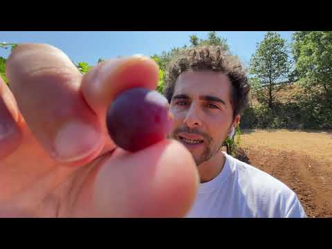 Point of View in Vigna: l'Invaiatura del Grappolo.