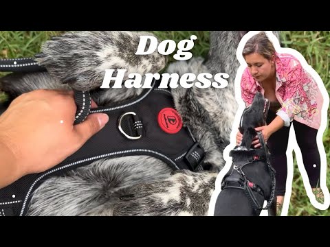 Amazon Find great for my Dog! #amazonfind 