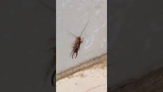 earwig | insect | #shorts #insect #earwig