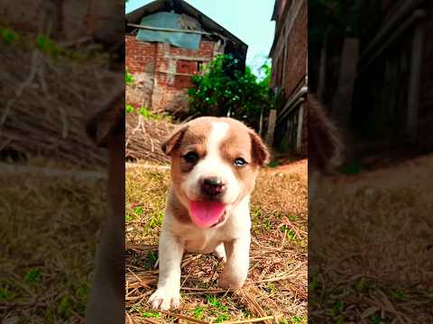 Reel tagged #petlover