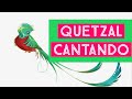 Quetzal cantando - el canto del quetzal - quetzal canto - ave nacional de Guatemala