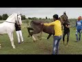 Horse Mating Newo Horse Porfull