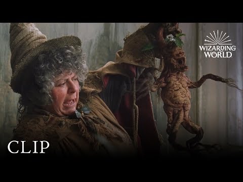 Mandrake Potting