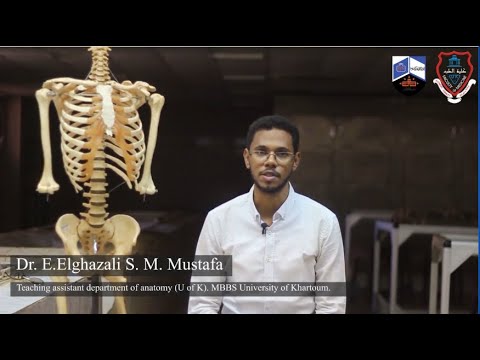 Abdomen Module  I Practical 2 I Introduction