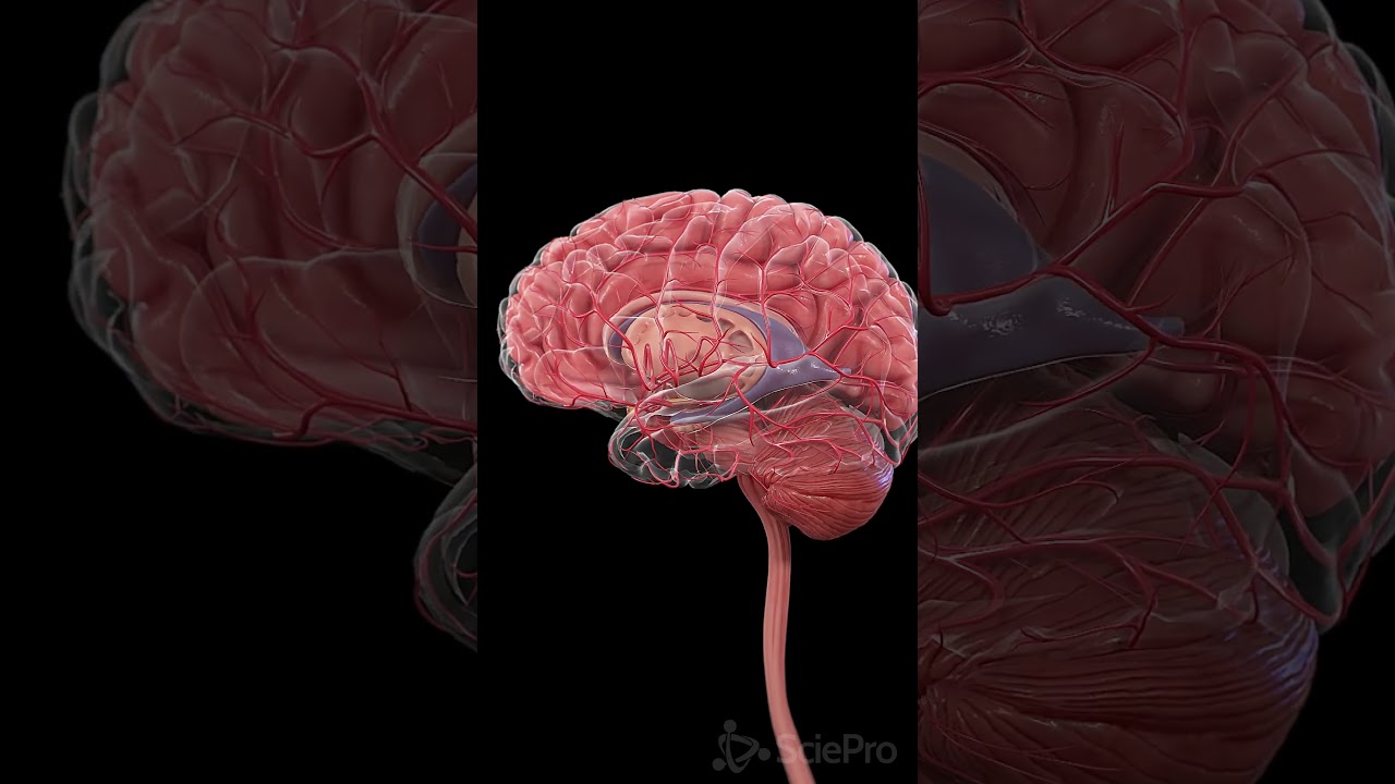 🧠 Arteries of the Brain: The Lifelines of Cerebral Function 🧠