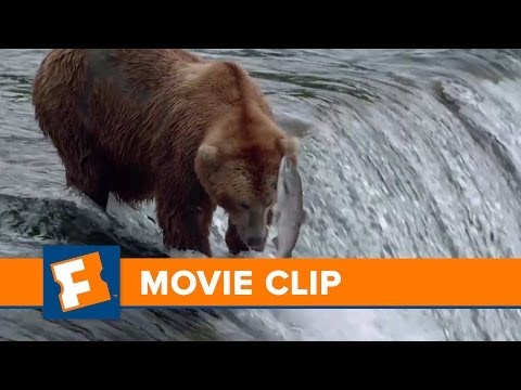 Bears (Clip 'Fishing Fails')