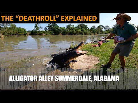 THE DEATH ROLL EXPLAINED! Alligator Alley Summerdale, AL