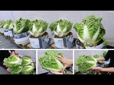 Grow napa cabbage at home grows fast - Very Easy and High Yield