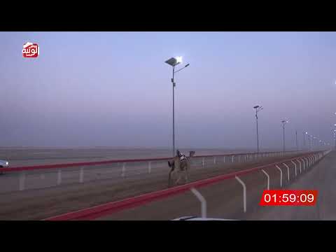  ش 2 (شاهين) لـ عبدالله مبارك بن عثعيث العامري 3:06:66 ، شارة الصندوق 2026/08/28 فطامين الوقن