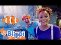 Blippi Night At The Aquarium Learn Sea Animals For Kids Fun And Educational Videos For Kids