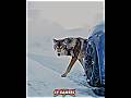 Wolf X Bmw Bmw Trending