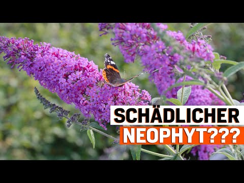 Magnet für Schmetterlinge: Wie schädlich ist der Schmetterlingsflieder tatsächlich?