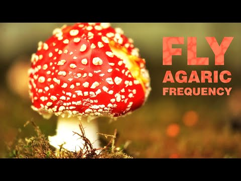 Fly Agaric Trip Meditation - Sleep Music for Lucid Dreams | Amanita Muscaria Subtle Plain Experience