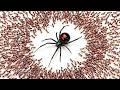 1 000 Ants Vs Black Widow