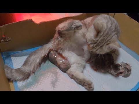 The short-legged Munchkin cat struggled to give birth to 4 kittens.