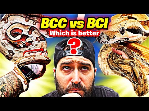 BCI vs BCC Boa Constrictors - Which Snake is RIGHT for You?