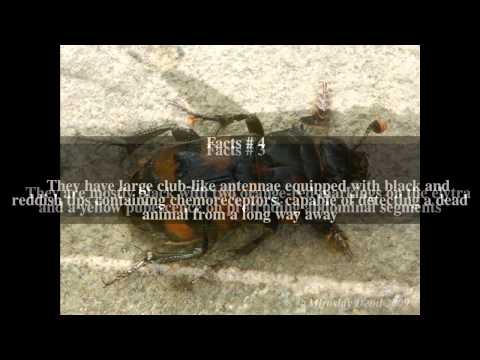 Nicrophorus interruptus Top # 9 Facts