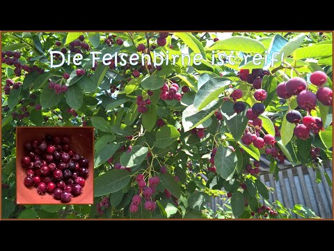 Die Felsenbirne 🌿 ist reif!