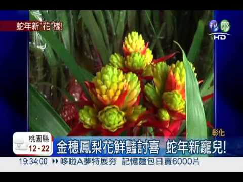 蛇年新"花"樣! "紅"喜氣"金"吉利