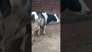 Download lagu Nutrisi yang tepat pada sapi bunting sangatlah penting. mp3