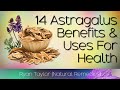 Astragalus: Benefits and Uses (Huáng Qí)