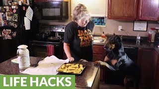 dog birthday cake peanut butter pumpkin