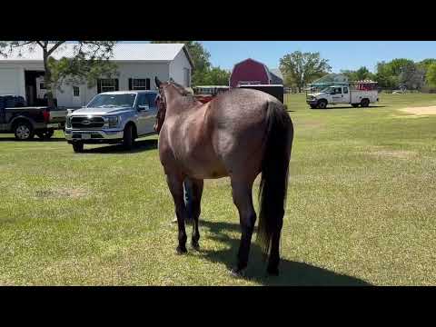LGR Mar. Ranch Conf. Green Horse WTL/FQHR Sweet Whiskey/Mary Ann Kocolowski