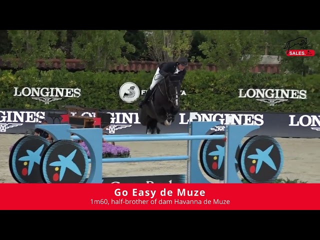 Implanted Embryo Chacco Blue x Nabab de Reve