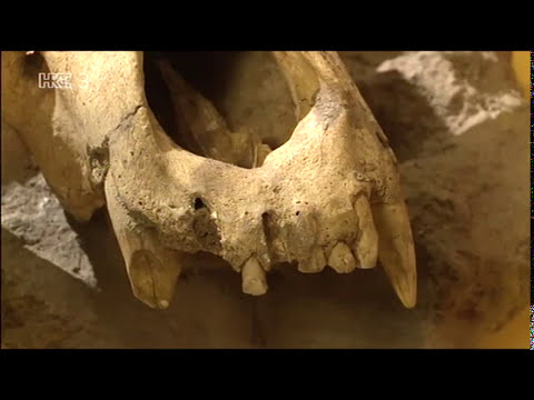 Treći element S03E18 - Izumiranje vrsta