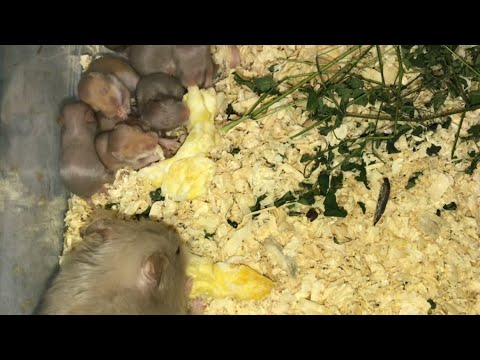 hamster babies 🐹go crazy eating scrambled egg 🥚 -Day12