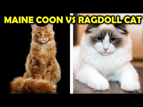 Maine Coon Vs Ragdoll Cat Breeds, 7 Major Differences/ All Cats