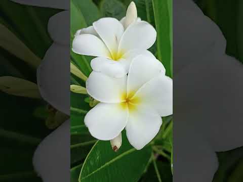 Kanda #backyardgardening #viral #kanda